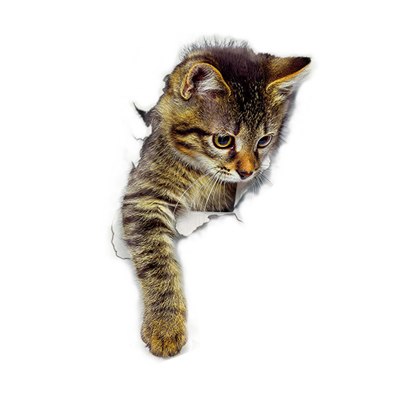 Creative Cat Wall Sticker 3D Animal Wall Decor Sticker Bedroom Children's Room Wall Decor Picture Cute Cat Wall Stickers